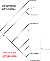 Image result for Colletoecema