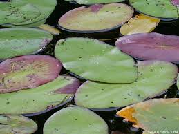 Image result for Brasenia schreberi