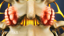 Backbone fast is a cisco proprietary. Thoracic Vertebrae And The Rib Cage