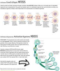 10 key differences between mitosis and meiosis. Section 3 Dna Cell Division Mrs Bohaychuk S Information Station