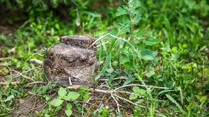 Baumstumpf Entfernen Drei Methoden Ndr De Ratgeber Garten