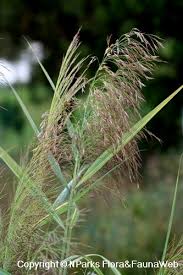 Image result for Phragmites karka