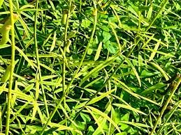 Image result for Crotalaria lanceolata