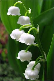 Lily Of The Valley Flowers Lily Of The Valley Flowers Lily Of The Valley Valley Flowers