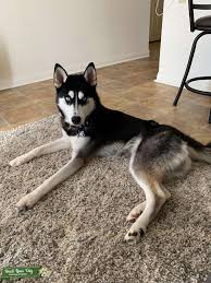 Westie rescue georgia dogs, cell code. Black And White Husky Puppy With Blue Eyes Novocom Top