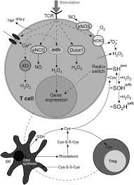 Facebook twitter whatsapp there is currently in austria 16,174 positive test results (status: Multiple Sclerosis Molecular Mechanisms And Therapeutic Opportunities Antioxidants Redox Signaling