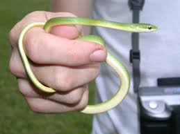 There are many kinds of snakes for sale in the world and many of them are beautiful and exotic. Species Profile Rough Green Snake Opheodrys Aestivus Srel Herpetology