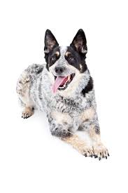 The australian cattle dog is a breed of herding dog originally developed in australia for droving cattle over long distances across rough terrain. Australischer Treibhund Australian Cattle Dog Hunde