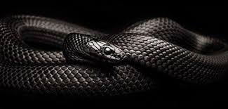 The reptile shop, last updated: Mexican Black Kingsnake Snake Facts