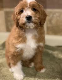 8 to 12 pounds full grown. Cavapoo For Sale In Arizona 16 Petzlover