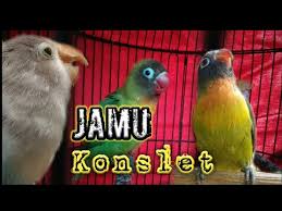 Untuk 2 menit ke atas bisa dipertimbangkan untuk menjadi. 7 Tips Konsletkan Lovebird Dengan Racikan Jamu Konslet By Kicau Viral