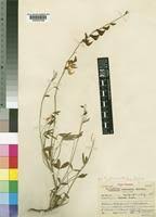 Image result for Crotalaria pallidicaulis