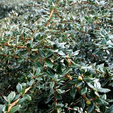 Image result for Berberis verruculosa