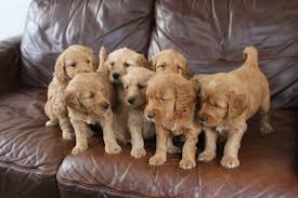17# f1b ckc mini english cream goldendoodle. F1 Miniature Apricot And Red Goldendoodle Puppies Hastings East Sussex Pets4homes