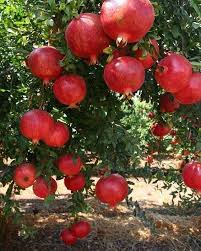 Horta Hortacaseira Hortaorganica Hortaurbana Hortavertical Hortalizas Hortaemcasa Hortasuspensa Ho Em 2020 Arvore De Frutas Frutas E Vegetais Frutas Tropicais