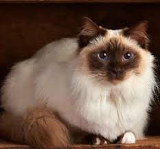 Pin On Beautiful Ragdolls Birmans And Ragamuffins