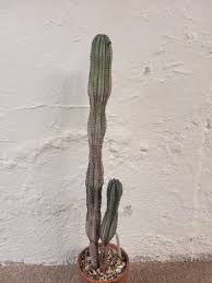 Image result for Euphorbia whellanii