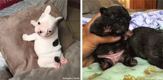 9 funniest french bulldog memes, funny french bulldogs. Fat Baby Frenchies Gif On Imgur