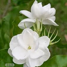 Contohnya ada pada daftar berikut Bunga Melur Jawa