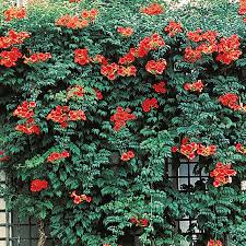 Most often this term refers want to plant this beautiful hummingbird vine in your garden? Orange Trumpet Vine Gurney S Seed Nursery Co
