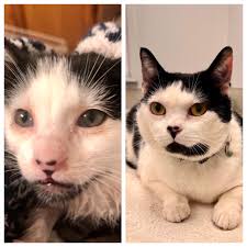 Helped rescue this little guy today, story in comments (OC) : r/aww