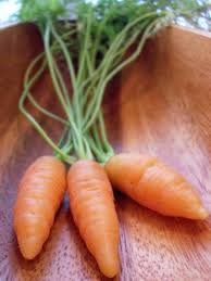 0 more photos view gallery. Nantes Carrot Information Learn About Growing Nantes Carrots