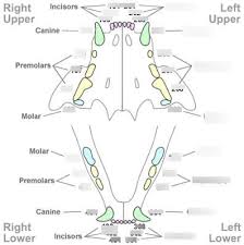 Feline Dental Chart Diagram Quizlet