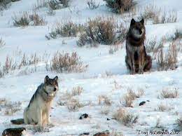 Wolf 832f Yellowstone Wolves Famous Wolves Alpha Female Wolf