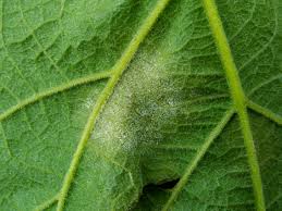 Image result for peronospora grapevine
