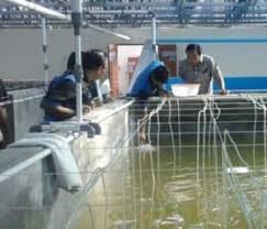 13 Cara Budidaya Udang Vaname Modern Arenahewan Com