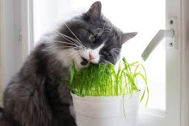 Have you recently changed your cat's food or treats? The Best Plants That Are Safe For Cats To Eat Prettylitter