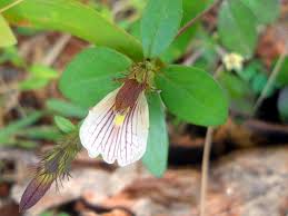Image result for Blepharispermum