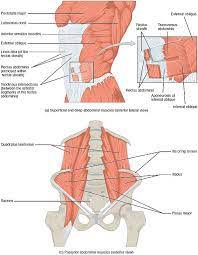 The major muscles in the upper torso include: File 1112 Muscles Of The Abdomen Jpg Wikimedia Commons