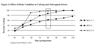 Plainer cattle refer to cattle that are in average condition in terms of body condition score. Body Condition Scoring Beef Cows Vce Publications Virginia Tech