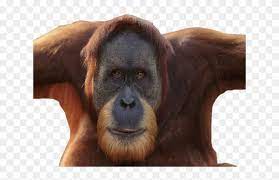 Please, wait while your link is generating. Orangutan Clipart Icon Orang Utan Hd Png Download 640x480 5945295 Pngfind