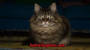 norway norwaycat forestcat norwayforestcat cat cats kedi kediler kedimikopekmi norwegian forest cat forest cat norwegian forest