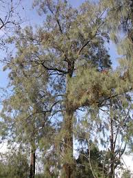 Image result for Casuarina junghuhniana