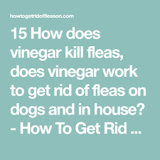 We spend so much time and money trying to prevent an infestation, but these pests get on our dogs anyway. Pin On Pest Control