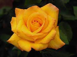 Health Benefits Of Rose Water And Flower Water Yellow Roses Beautiful Roses Flowers