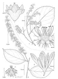 Image result for Homalium abdessammadii