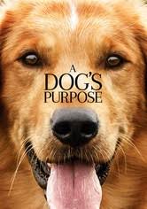 I just adopted a yellow lab puppy, and much of the movie had me laughing out loud nonetheless, she is the friendliest, nicest, most loving dog ever, and marley and me really. Marley Me Streaming Where To Watch Movie Online