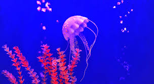Conoce las diferencias entre animales vertebrados e invertebrados, sus características y ejemplos de. Animales Invertebrados Significado Clasificacion Y Diferencias