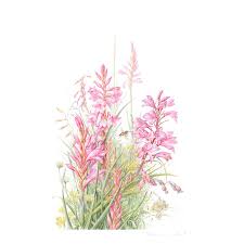 Image result for Dissotis pulchra