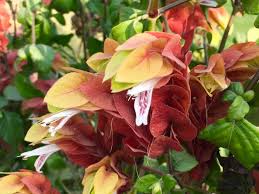 Image result for Justicia petiolaris