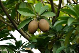 Image result for Manilkara zapota