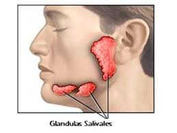 Glandulas Salivales Luis |authorSTREAM