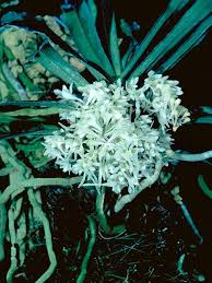 Image result for Rhipidoglossum kamerunense