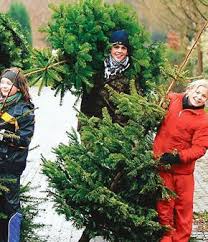 Suchen sie auch auf deutschlands stärkster branchenplattform nach weihnachtsbaum. Weihnachtsbaum Kaufen In Oldenburg Ab 10 Dezember