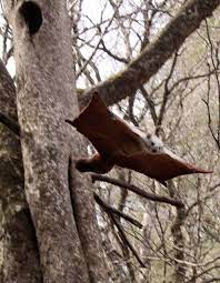Red White Giant Flying Squirrels Are The Largest Flying Squirrel Species In The World Squirrel Species Backyard Animals Flying Squirrel