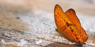 Check spelling or type a new query. Mariposa Cafe Grande Cafe